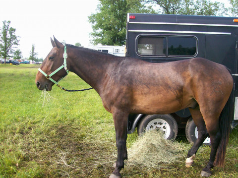 Visit Becky's Rough-N-Tough Horse Trimming&Handling