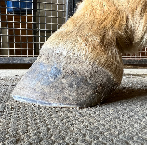 Visit New Jersey Hoof & Horse Rehab and Trimming