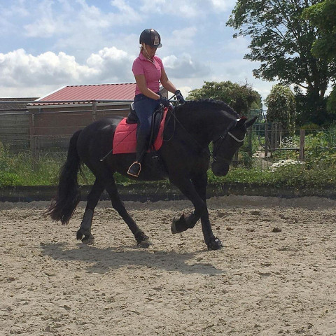 Visit Tall, Flashy Black Friesian Sport Horse Filly Available