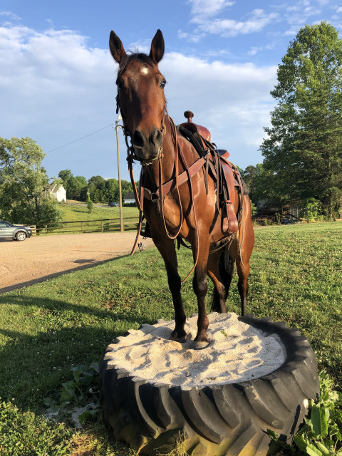 Visit White Pine Farm