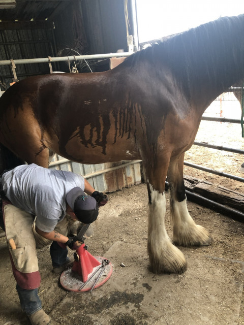 Visit AE Farrier Service