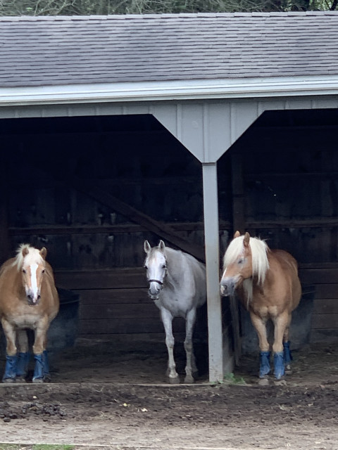 Visit Empire Stables of Putnam Valley