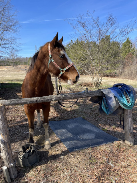 Visit Secret Springs Equestrian