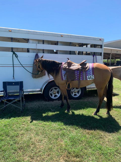 Visit Broken Branch Paints and Quarter Horses