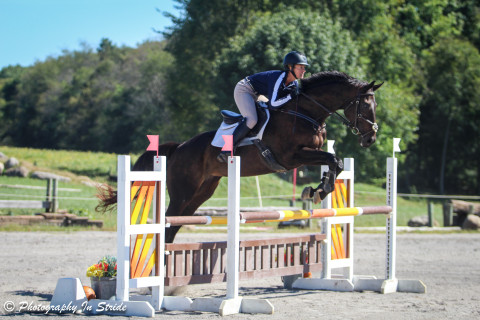 Visit Eventing/jumping/dressage lessons with certified educator