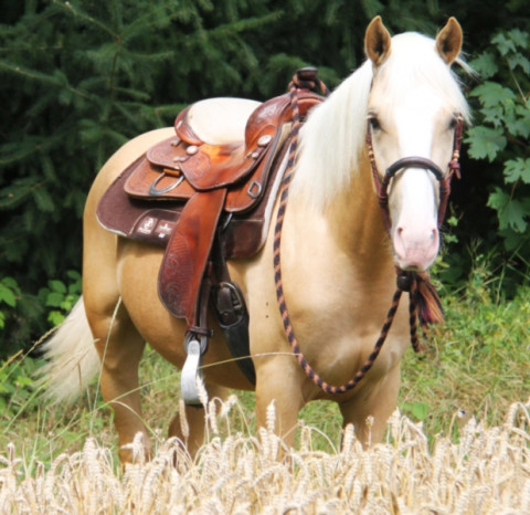 Visit Enchanting Quarter-Horse  gelding