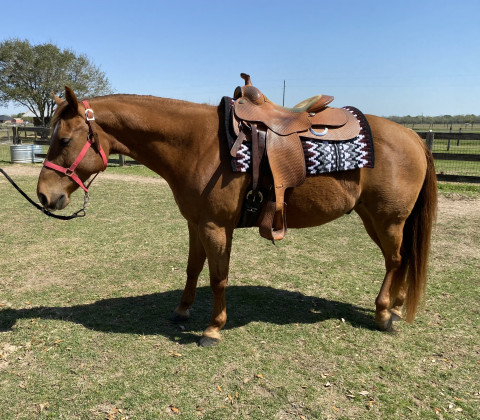 Visit Western Pleasure/Ranch Riding Horse