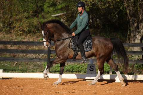 Visit Dream Horse Equestrian Center