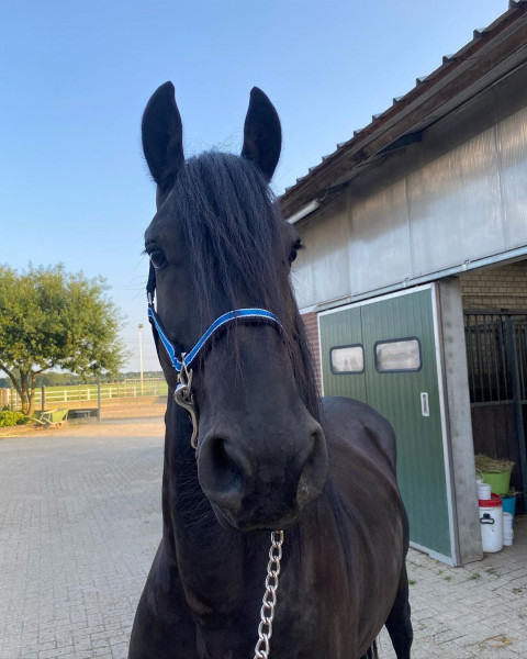 Visit Super Talented Friesian Gelding
