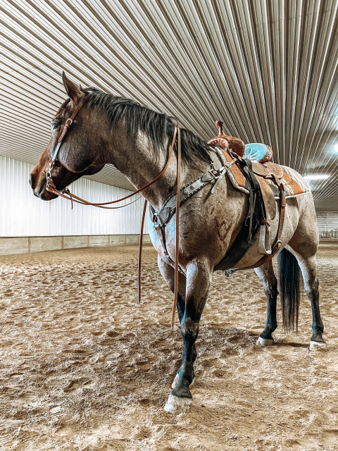 Visit Benson Equestrian Center