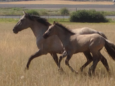 Visit Horse Springs Kiger Ranch
