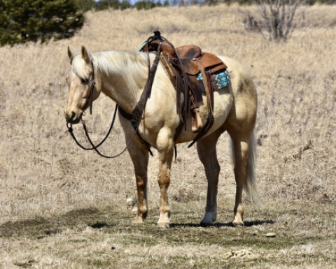 Visit GORGEOUS Palomino - SAFE - Ranch/Trail/Show DELUXE