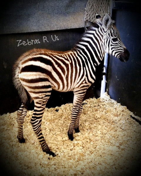 Visit Outstanding Zebras For Sale. Text (213) 419-1945