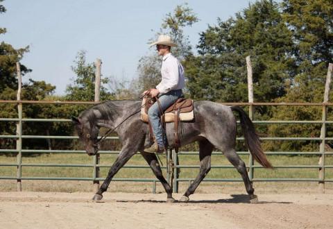Visit Ice Man- 6 Yr Old Quarter Horse Gelding