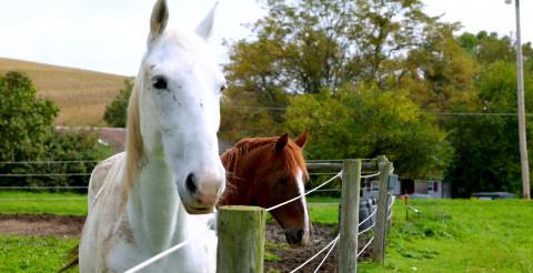 Visit Elysian Fields Equestrian Center