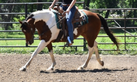 Visit Gorgeous, gentle & well trained Bay APHA Paint Mare