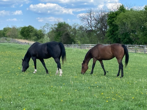 Visit Prairie Crossing Stable