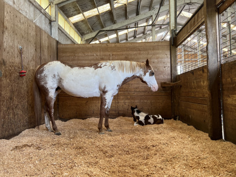 Visit Three Beat Farms Horse Camp