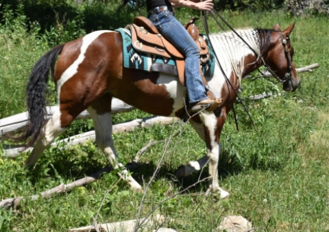Visit Gorgeous, gentle & well trained Bay APHA Paint Mare