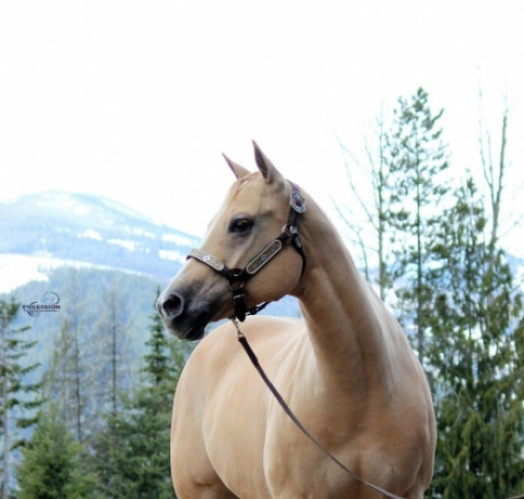 Visit Palomino AQHA Quarter Horse Mare
