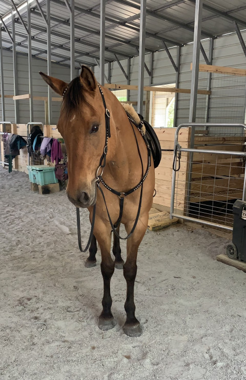 Visit Great Horse for Lease
