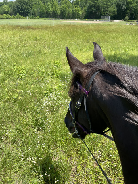Visit Beautiful walker/Friesian cross for Lease