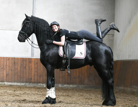 Visit Friesian Gelding for sale