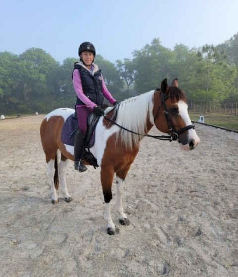 Visit 14.3hh Paint Gelding