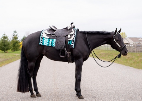 Visit Drop-dead gorgeous 2019 black AQHA mare.