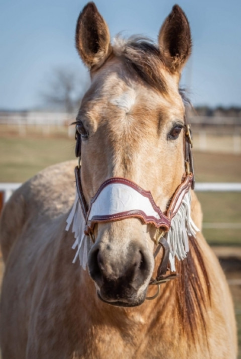 Visit ANYONE CAN RIDE ? Gorgeous BUCKSKIN QH Mare