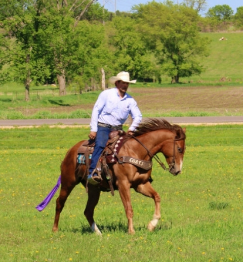Visit Sorrel AQHA Quarter Horse Gelding Ranch/Rope/Trail/Heel ? PROSPECT DELUXE!