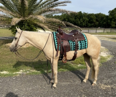 Visit Kids Safe 2016 AQHA Quarter Horse Pretty Palomino Mare