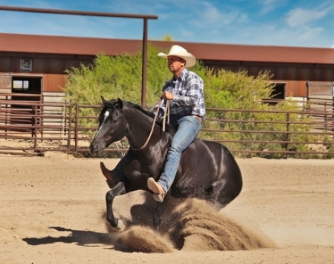 Visit MEET THE GORGEOUS LADY- "BLOSSOM" Black AQHA Quarter Horse Mare
