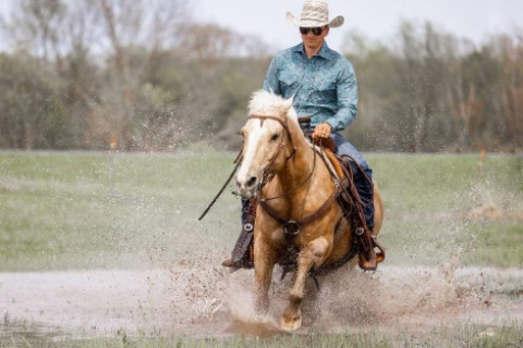 Visit Palomino AQHA Quarter Horse Mare ? SAFE for the WHOLE Family