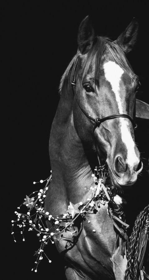 Visit Hunter pace, Jumper, Western Dressage Prospect
