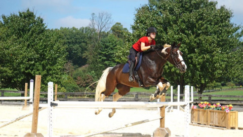Visit Oldenburg paint gelding