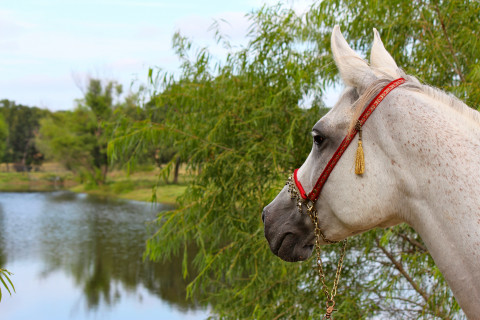 Visit Arabian Meadows