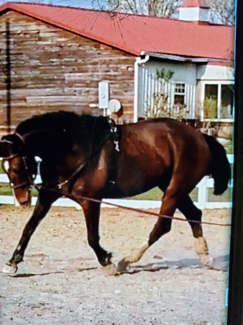 Visit Stunning AHS Mare in Foal