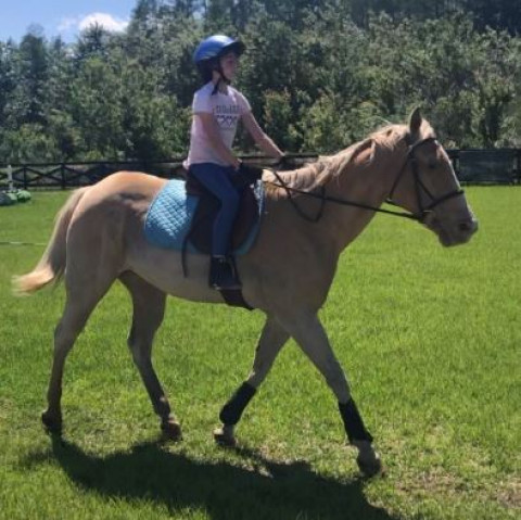 Visit Perfect beginner horse