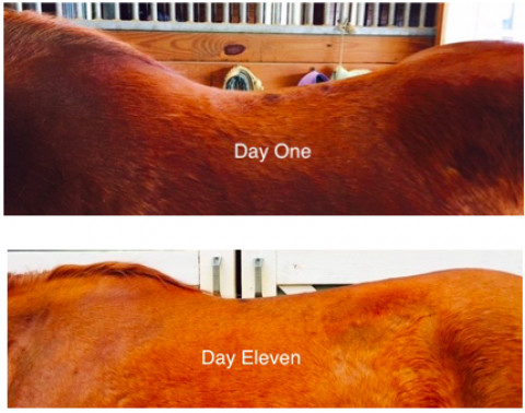 Visit The Excellent Horse