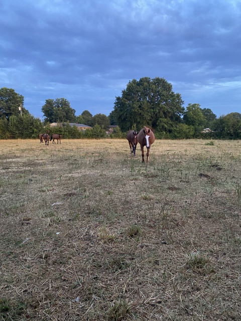 Visit Pasture boarding near Tryon