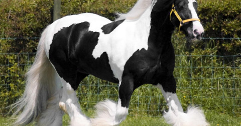 Visit Male Gypsy Vanner Horse