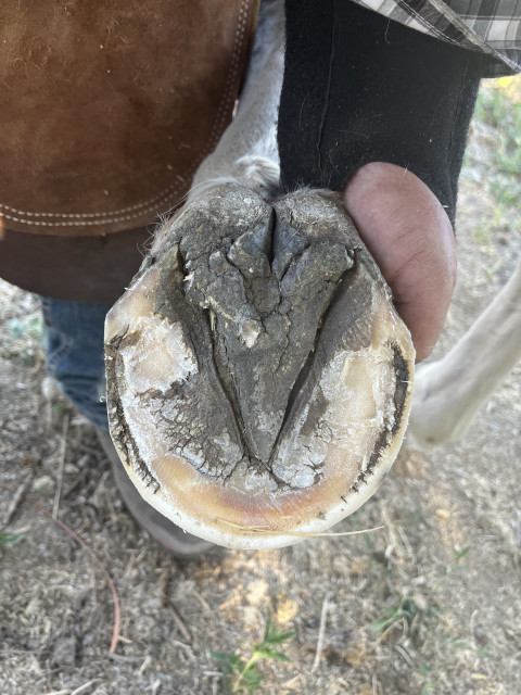 Visit CZ Farrier Service