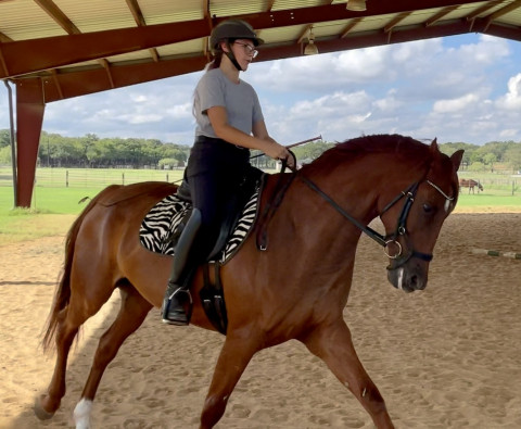 Visit 1/2 lease on Westphalian Gelding