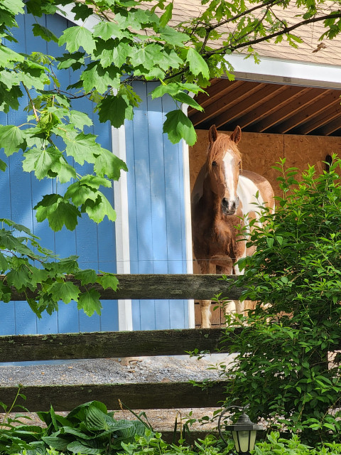 Visit Raynor's Hilltop Farm