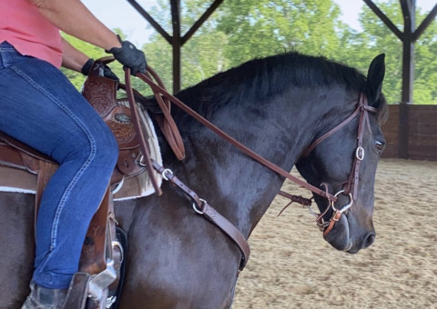 Visit Phoenix Hill Farm/ Rodden Equine Training