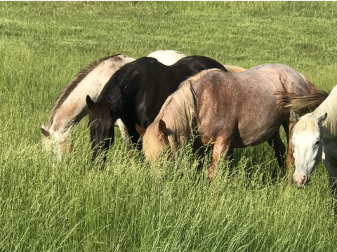 Visit Phoenix Hill Farm/Rodden Equine Training