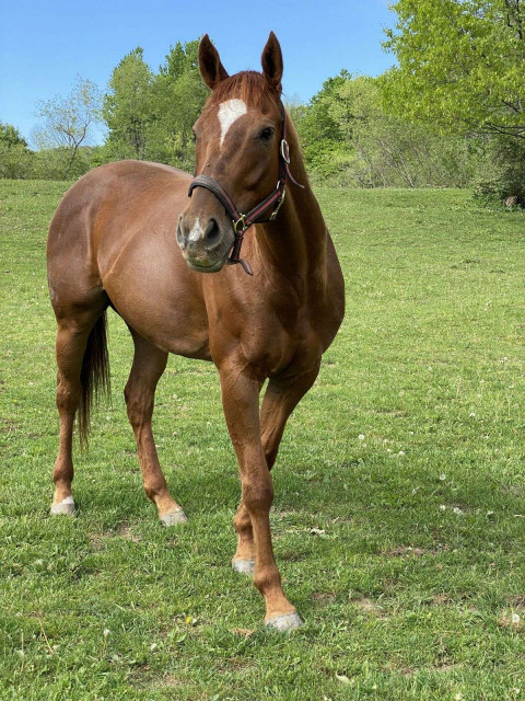 Visit 6 yr old TB for on contract broodmare lease