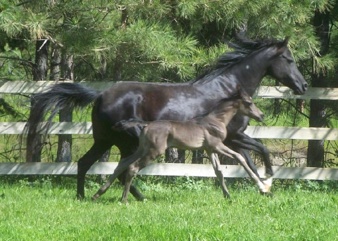 Visit Stunning black purebred Arabian colt