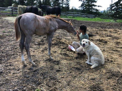 Visit 2022 Arabian colt, LD/ Western prospect